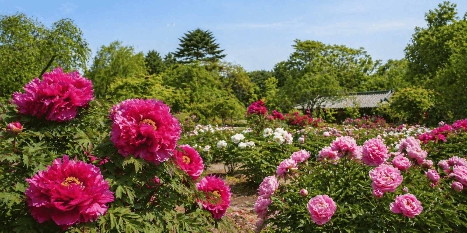 一関で咲き誇る美しい牡丹と芍薬の花